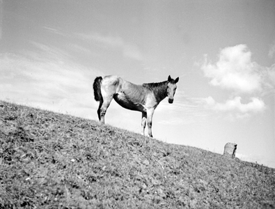 Horse on the paddock of the stud in Braunsberg, East Prussia, 1930s (b/w photo)