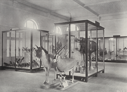 View of the Large North-West Exhibition Room (b/w photo)
