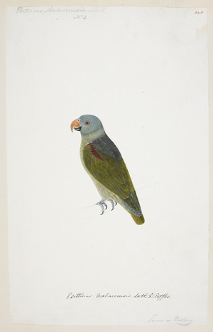 Blue-Rumped Parrot, "Psittinus cyanurus"

 from the Raffles Collection, One hundred and twenty-nine drawings in watercolour of birds from Sumatra, 1820 (w/c on paper)