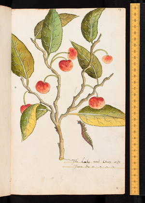 Tradescant's Orchard, The Luke ward Chery, c.1611-1620 (watercolour)