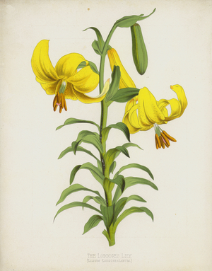 The Loddiges Lily, Lilium Loddigesianum (chromolitho)