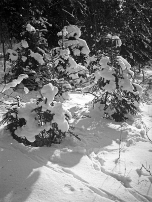 Winter at the forest near Kobbelbude, East Prussia, 1930s (b/w photo)