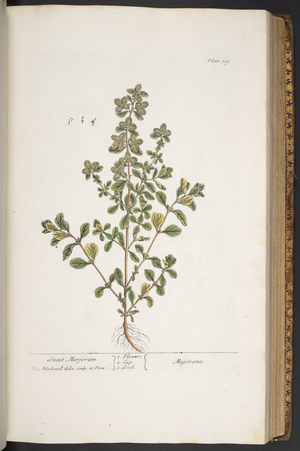 Plate 319, from 'A Curious Herbal', 1737 (coloured engraving)
