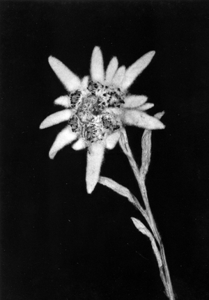 Edelweiss, 1946-52 (b/w photo)
