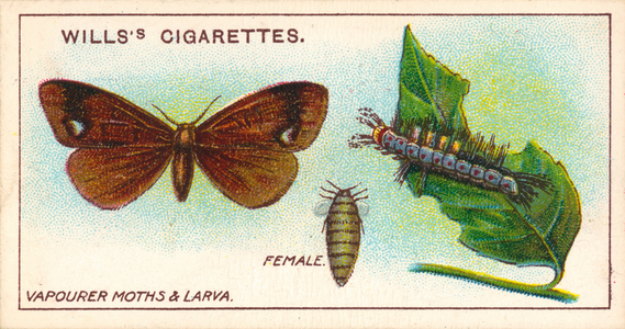 Garden Life: Vapourer Moths & Larva (chromolitho)