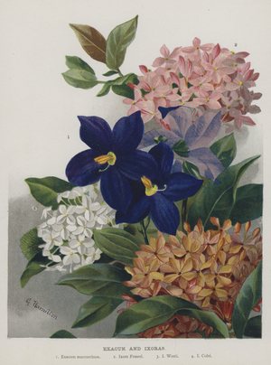 Exacum and Ixoras (chromolitho)