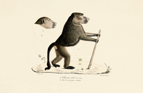 Sacred Baboon with Head of a Young Specimen, 1824 (hand-coloured litho)