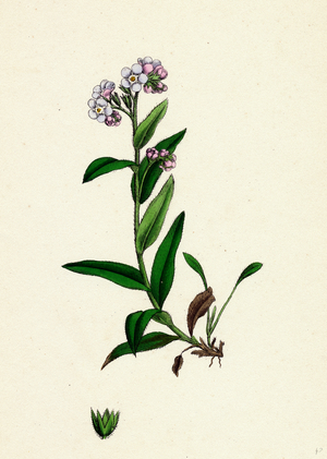 Myosotis Alpestris Alpine Forget-Me-Not