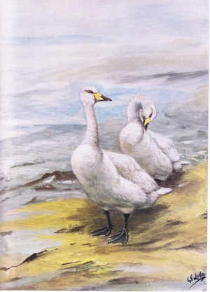 Whooper Swan (litho)