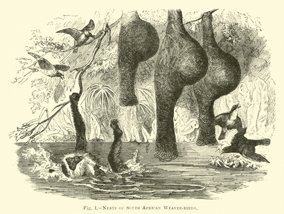 Nests of South African Weaver-birds (engraving)