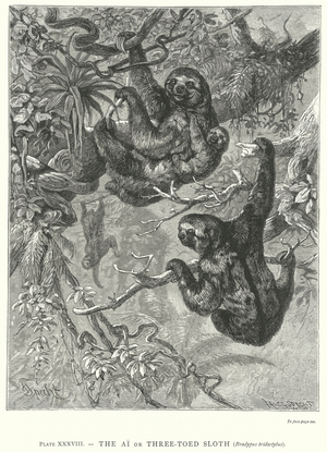 The Ai or Three-Toed Sloth (Bradypus Tridactylus) (engraving)