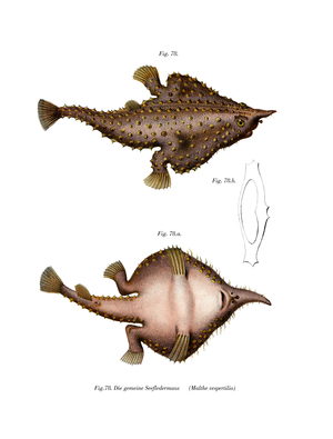 Longnose Batfish (colour litho)