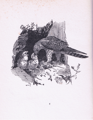 Kestrel, illustration from Birds One Should Know published by Gay and Hancock, 1929 (litho)
