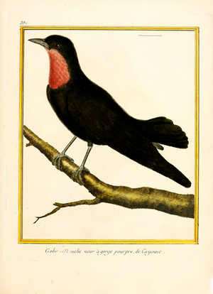 Black Flycatcher with Purple Throat from Cayenne (print)