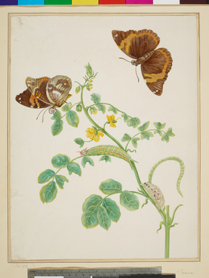 Coffee Senna with Split-Banded Owlet Butterfly (watercolour on vellum), 1703-