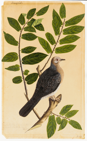 A Turtur (Turtle Dove) (w/c on paper)