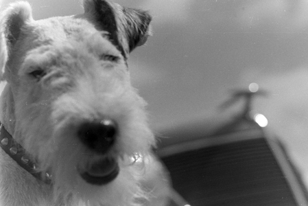 Vacation by car and with the dog, Germany 1930s (b/w photo)
