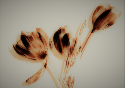 Tulips, 2019 (mixed media)