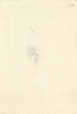 Ff. 252 sketch by George Forster