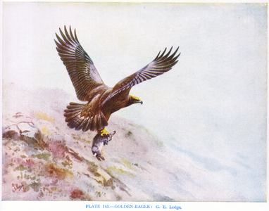Golden Eagle, illustration from 'British Birds' by Kirkman & Jourdain, 1966 (colour litho)