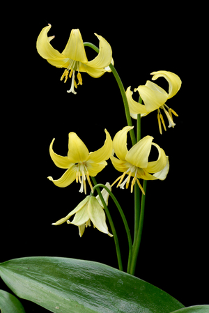 Erythronium pagoda/Erythronium tuolumnense/Dog Tooth/Dog Tooth Purple 'Pagoda'