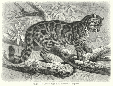 The Clouded Tiger (Felis Macroscelis) (engraving)