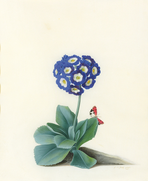A Blue Auricula (Auricula Fille Amoureuse), 1757 (pencil, watercolour & bodycolour on vellum)