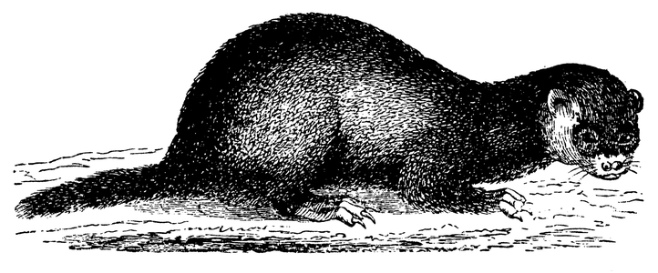 Polecat