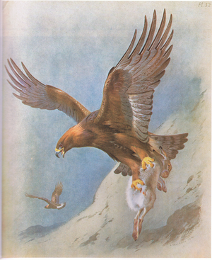 Golden Eagle and Mountain Hare, pub. by Book Club Associates, 1972 (colour litho)