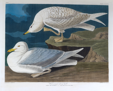 Two birds. Colour Illustration by Audubon; White-winged silvery Gull.