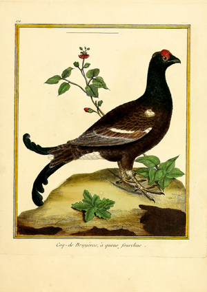 Black Grouse (print)