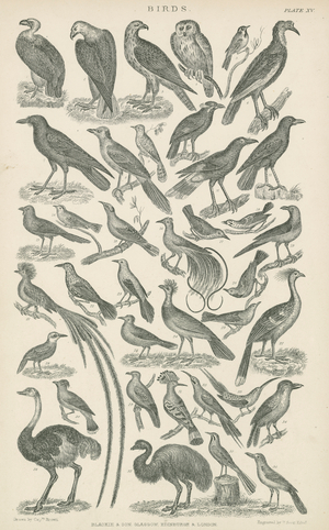 Birds (engraving)