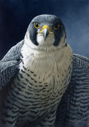 Peregrine, 2014 (acrylic on board)