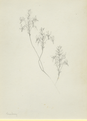 Cranberry (pencil on paper)