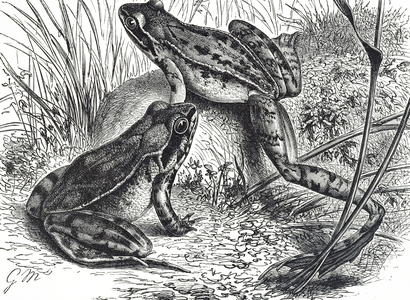 Engraving depicting agile frogs