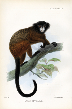 Deville's Tamarin (print)