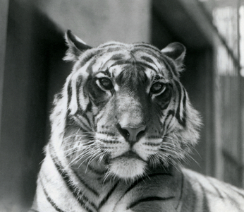 A Tiger at London Zoo in July 1924 (b/w photo)