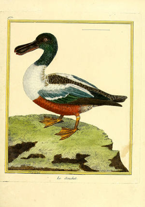 Northern Shoveler (print)