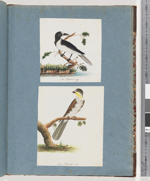 Page 135. Unidentified Bird. 136. Unidentified Bird (w/c on paper)