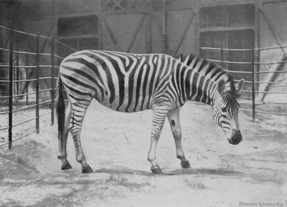 Chapman's zebra, Equus chapmanni Pocock (b/w photo)