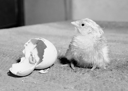 Rogaland, June 1949. We follow a modern hen life, from birth in the hatchery to death in the rib machine ..., 1949 (photo)