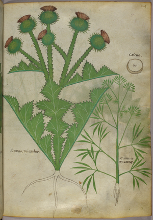 Botanical illustration of plants, c.1440 (ink & colour on vellum)