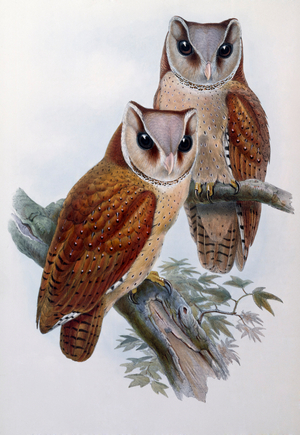 Bay Owl (lithograph)