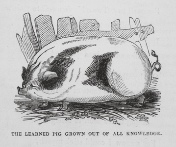 The Learned Pig grown out of all Knowledge (engraving)
