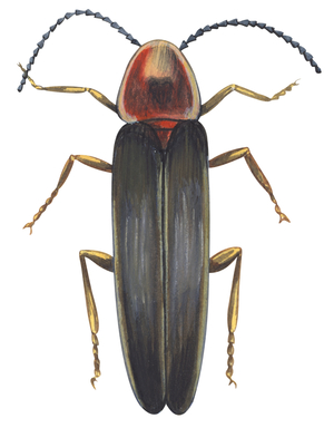 Firefly