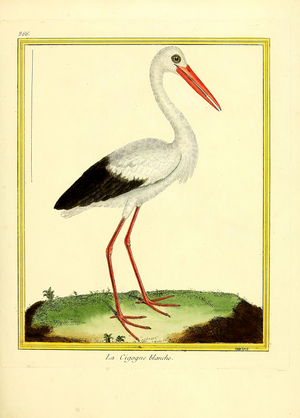 White Stork (print)