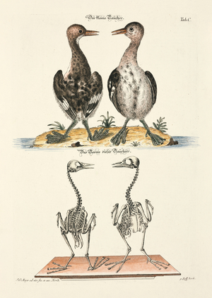 The small diver and its skeleton, 1748 (hand-coloured copperplate engraving)