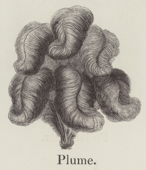 Plume (engraving)