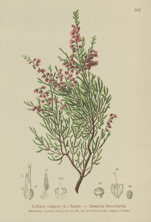 Heather (Calluna vulgaris) (colour litho)