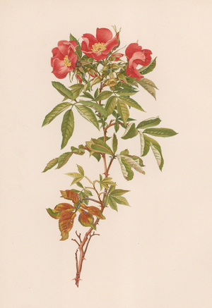 English Rose (colour litho)